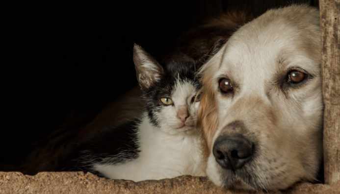 Curso De Sanidad, Ropa Y Pastelería Canina Y Felina